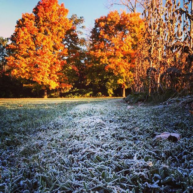 Fall Colors - @babynowwegotbradblood